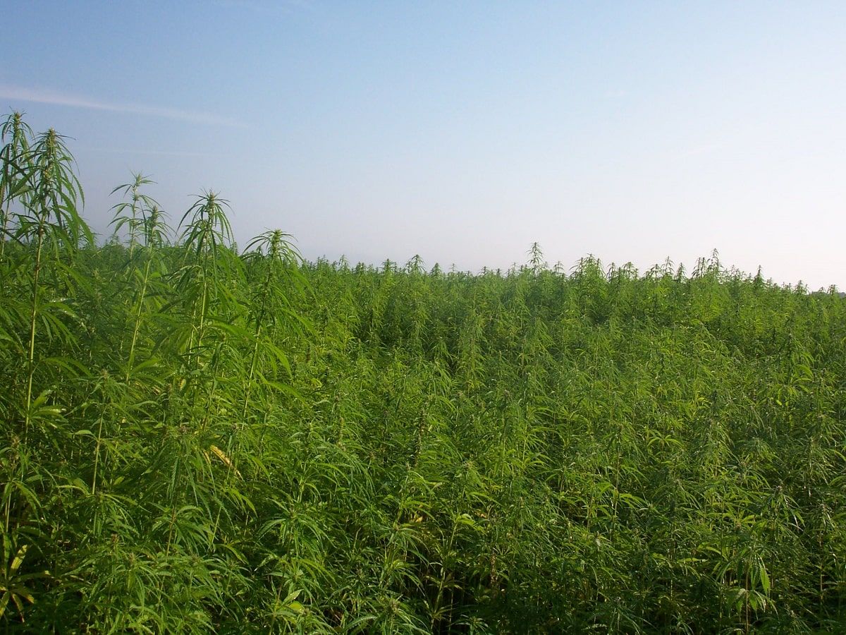 industrial hemp field industrial hemp field industrial hemp field industrial hemp field industrial hemp field industrial hemp field