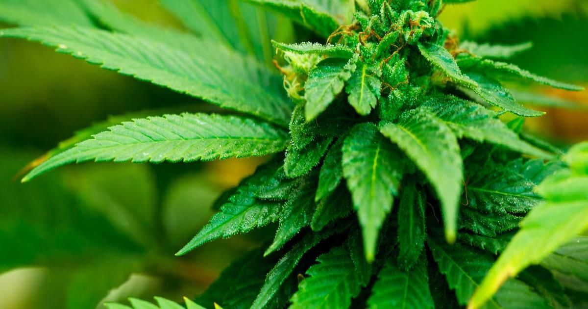 Cannabis plant Cannabis plant Cannabis plant Cannabis plant Cannabis plant Cannabis plant