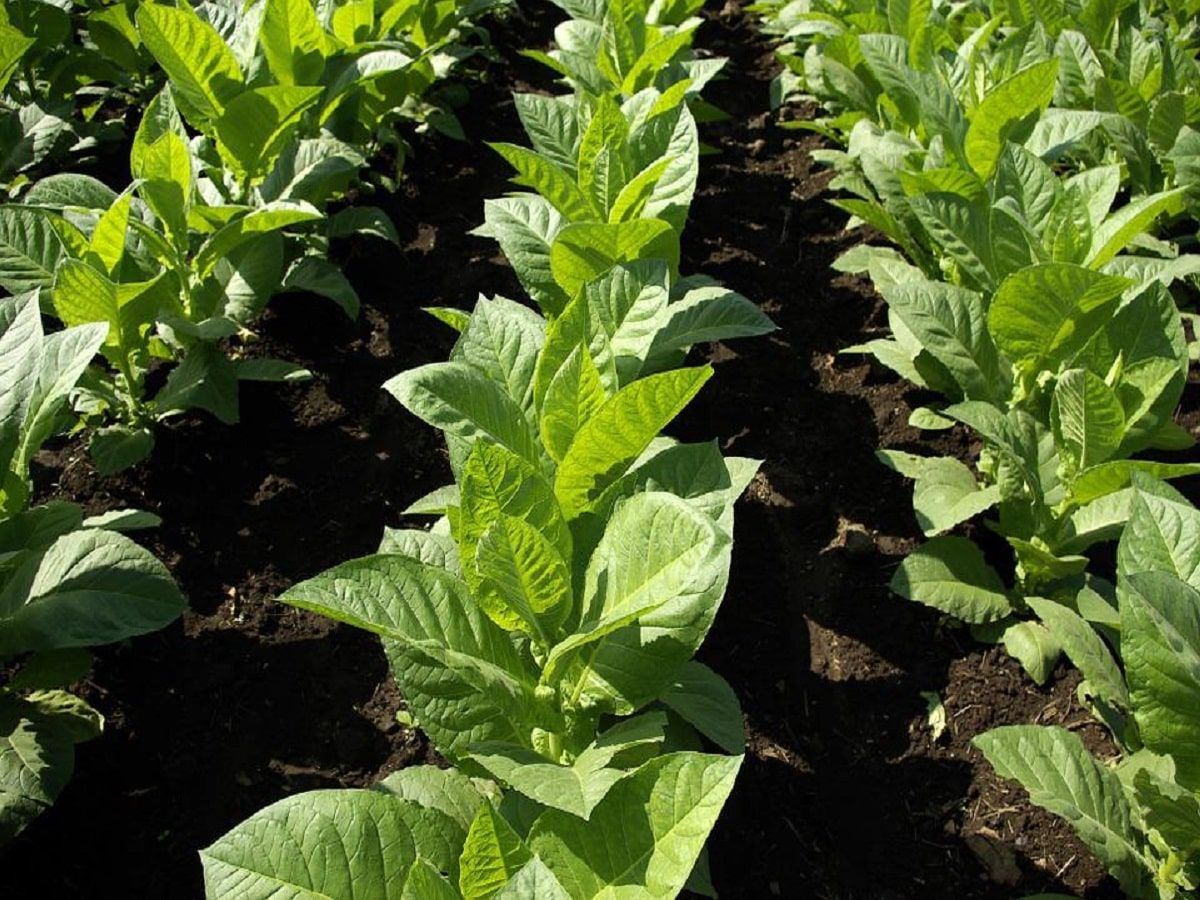 tobacco plants leaf tobacco plants leaf