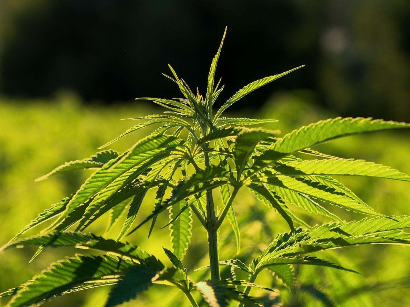 industrial hemp plant field