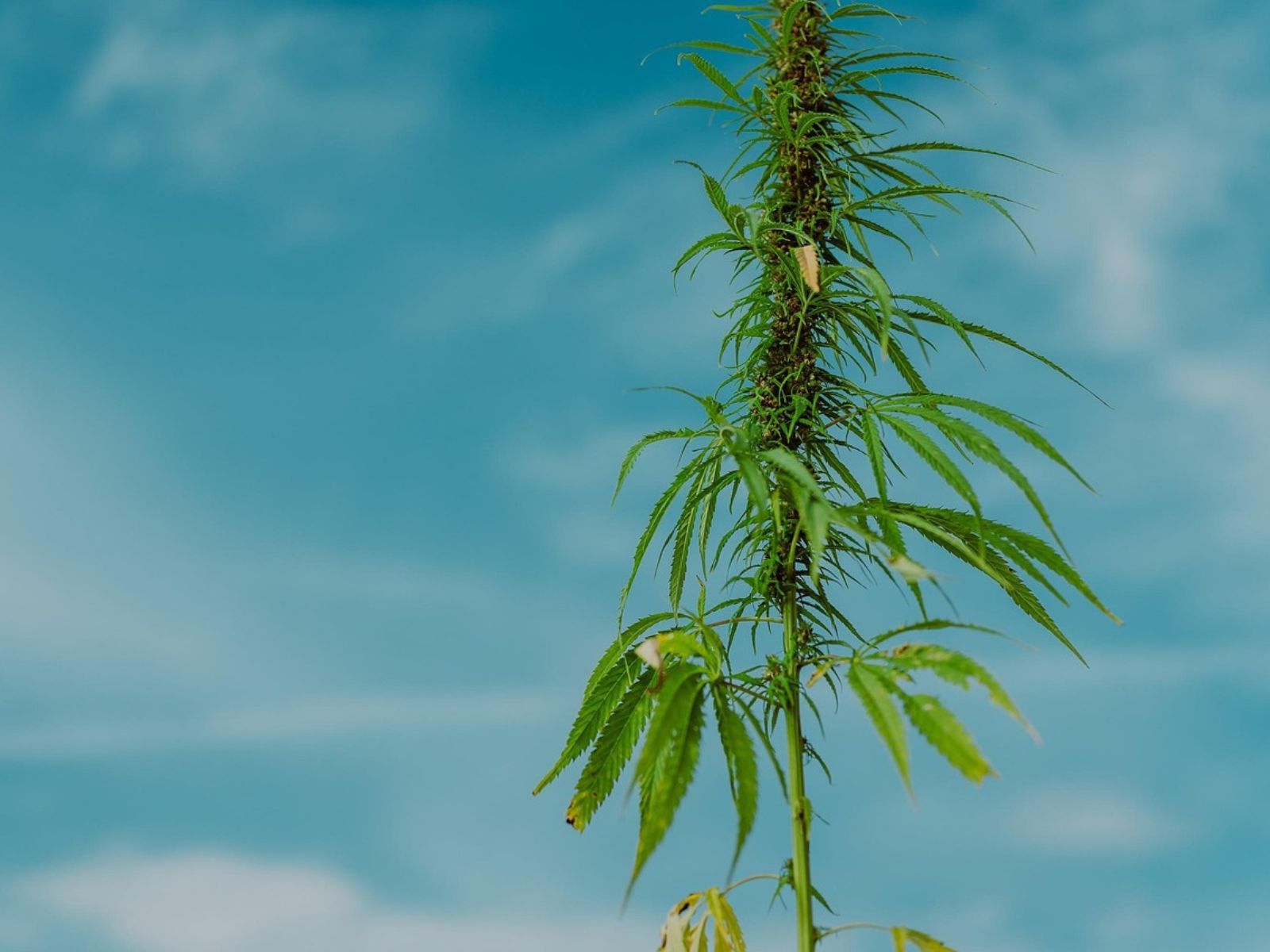 hemp plant