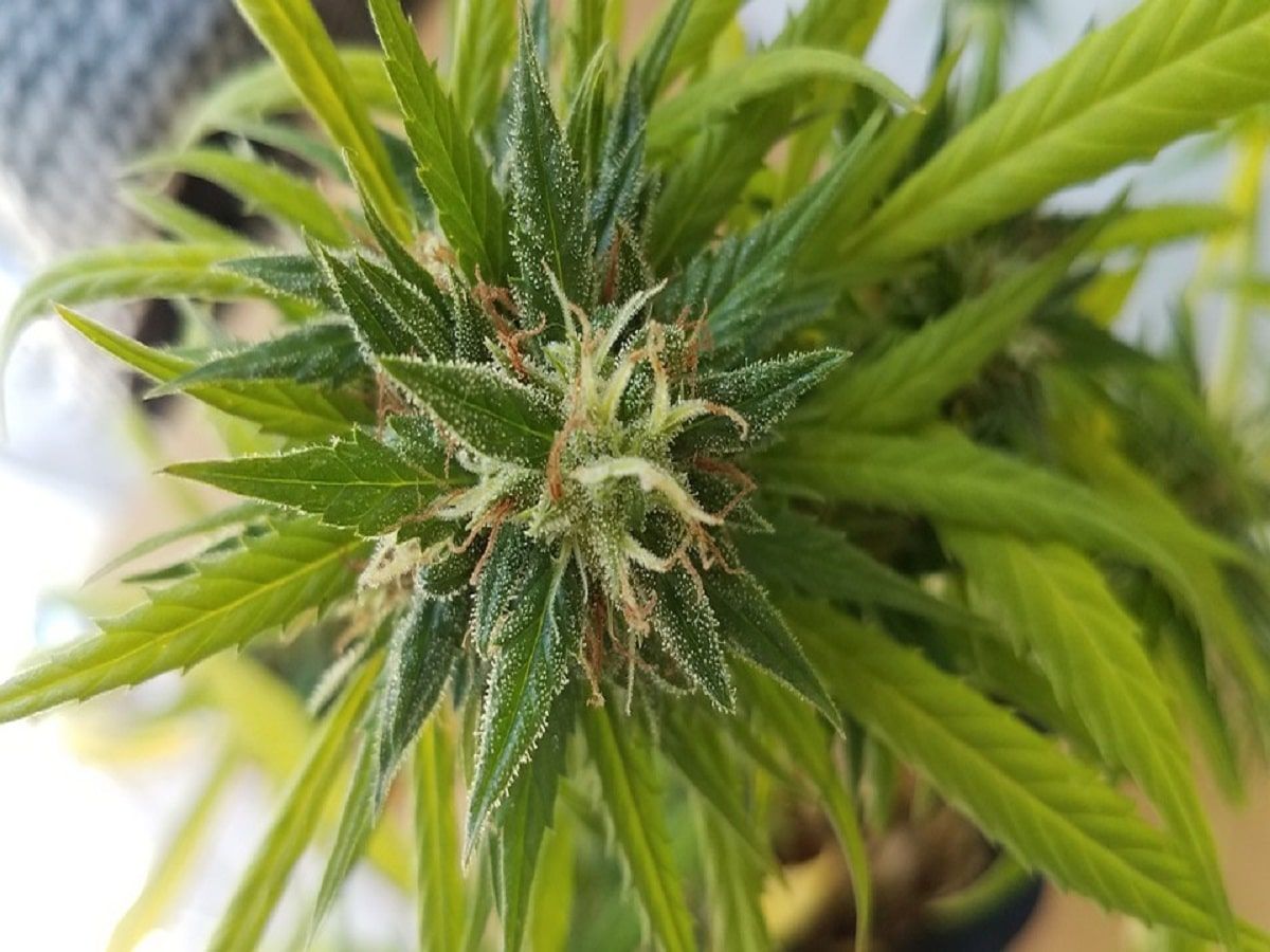 cannabis plant bud flower cannabis plant bud flower
