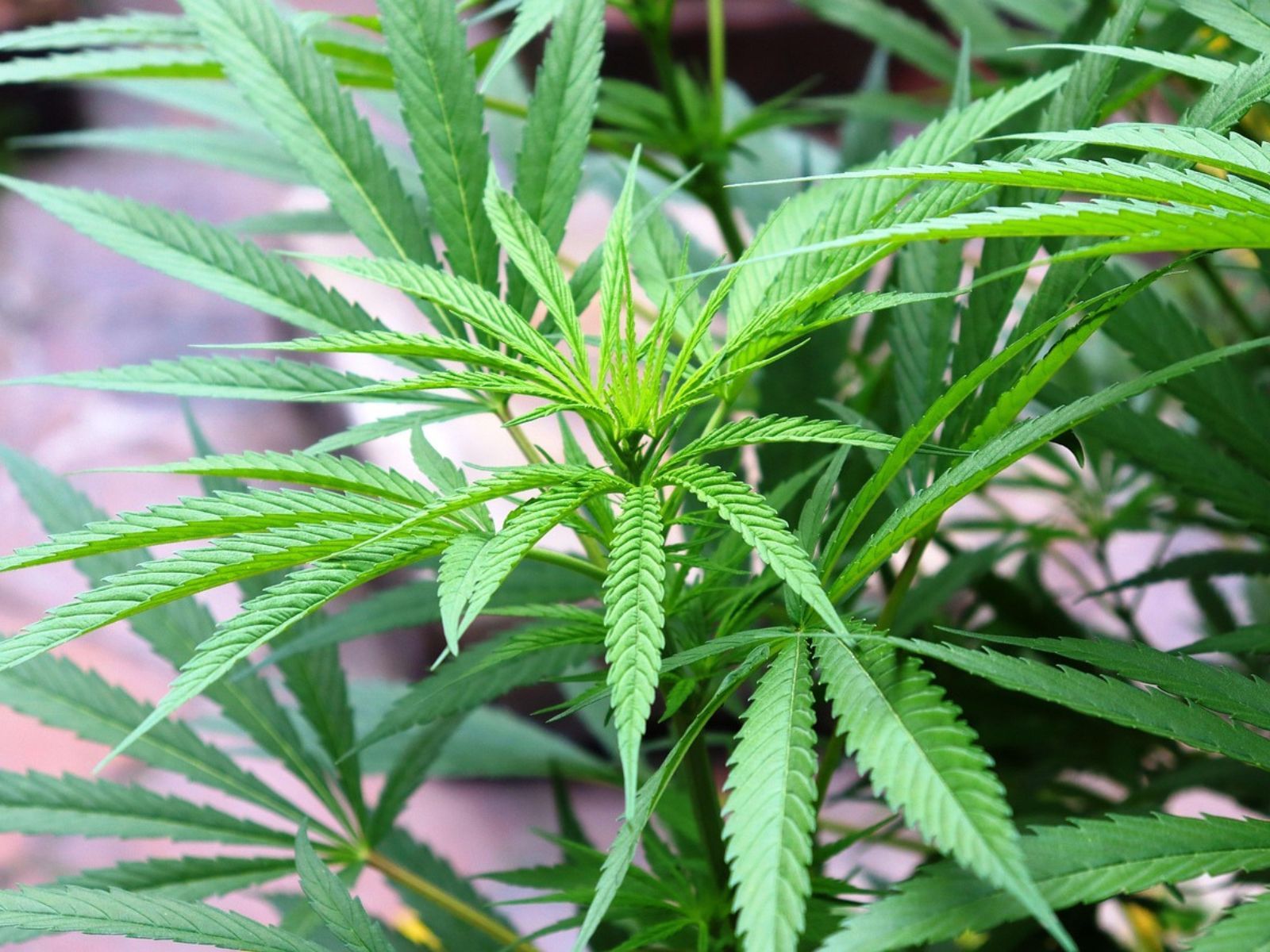 cannabis plant leaves