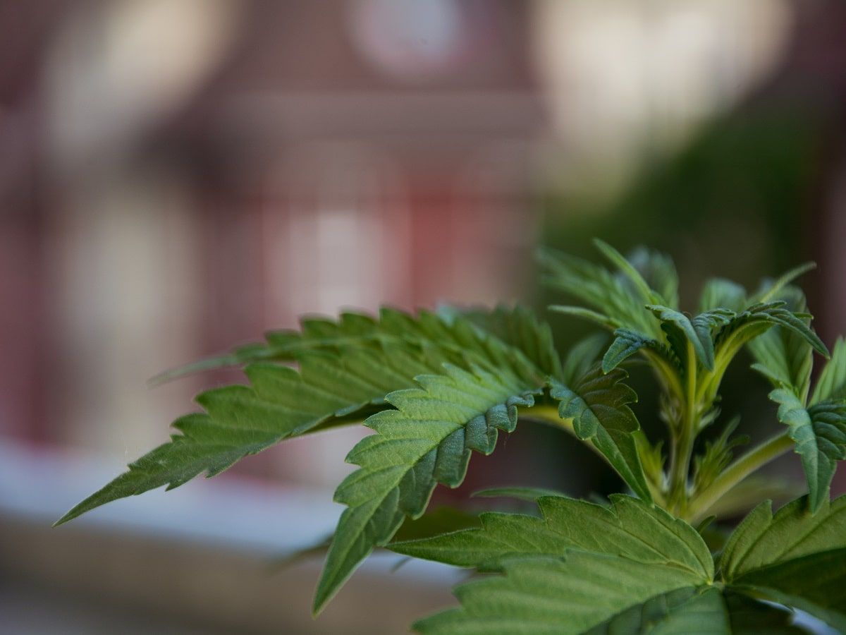 cannabis plant in jamaica cannabis plant in jamaica cannabis plant in jamaica cannabis plant in jamaica cannabis plant in jamaica cannabis plant in jamaica cannabis plant in jamaica cannabis plant in jamaica cannabis plant in jamaica cannabis plant in jamaica cannabis plant in jamaica cannabis plant in jamaica cannabis plant in jamaica cannabis plant in jamaica
