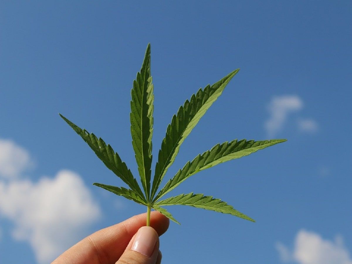 cannabis leaf cannabis leaf cannabis leaf cannabis leaf cannabis leaf cannabis leaf