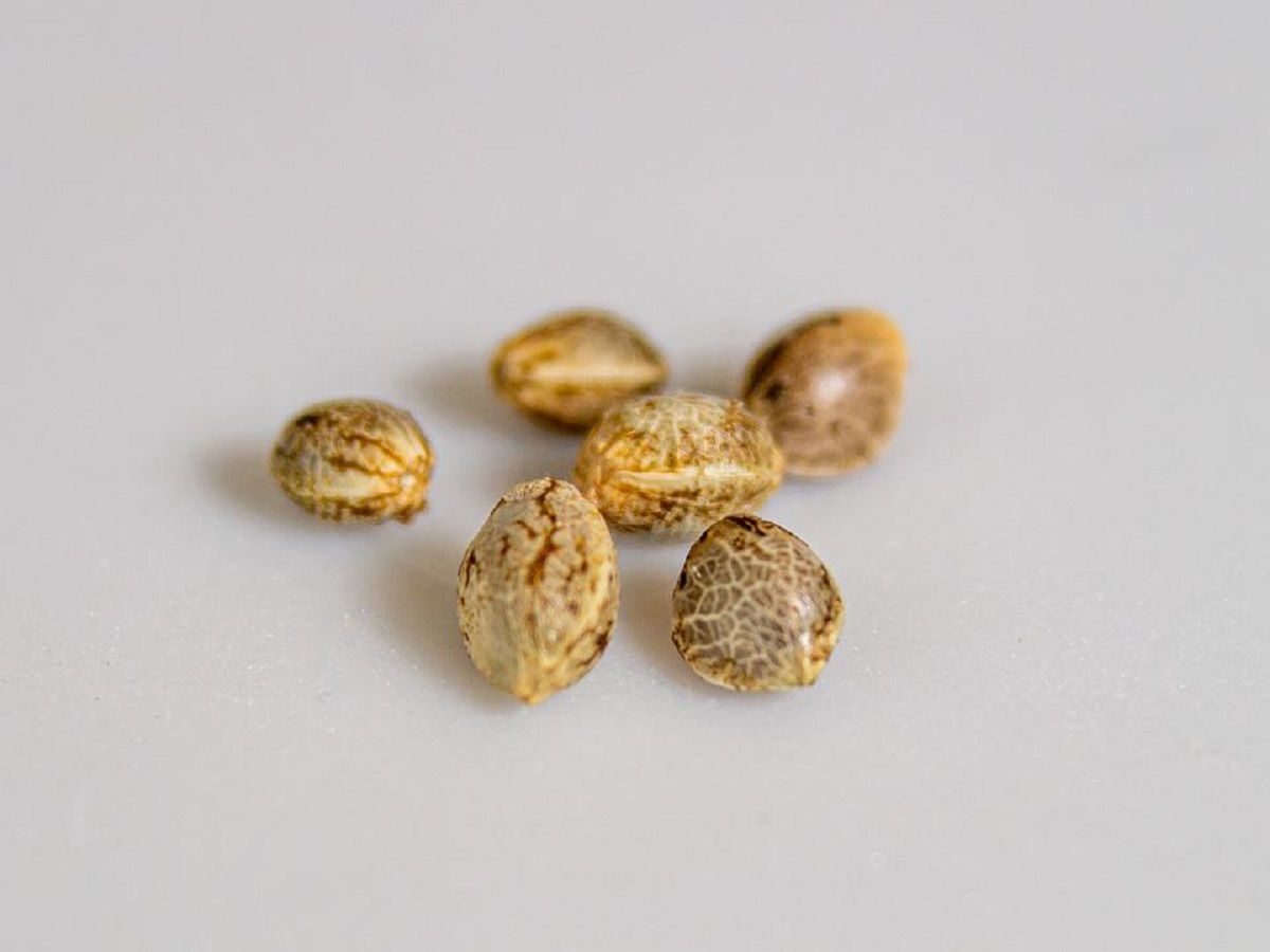 cannabis seeds cannabis seeds