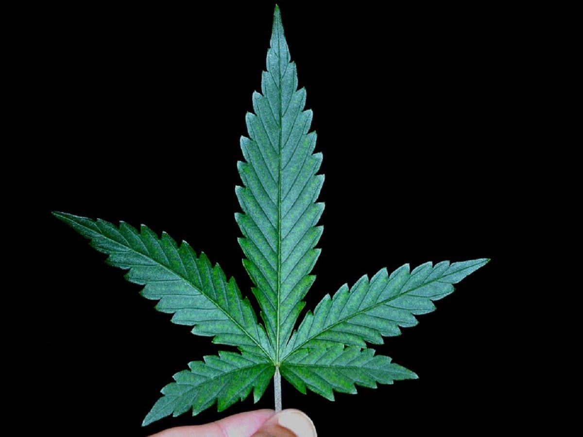 cannabis leaf cannabis leaf
