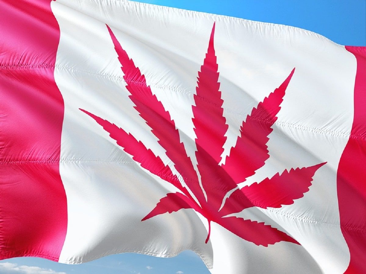 canada cannabis flag canada cannabis flag canada cannabis flag canada cannabis flag canada cannabis flag canada cannabis flag