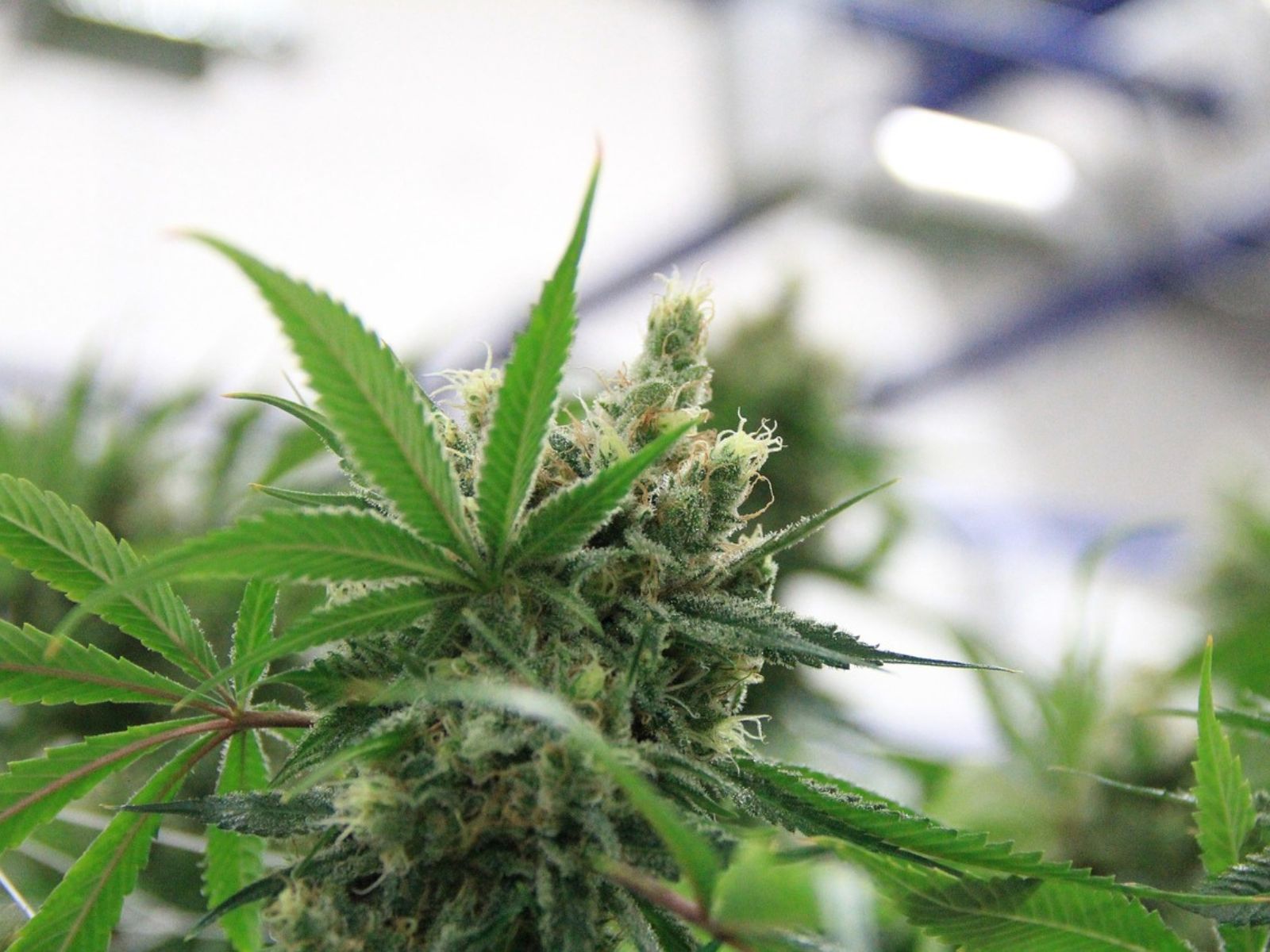 indoor cannabis plant garden plants