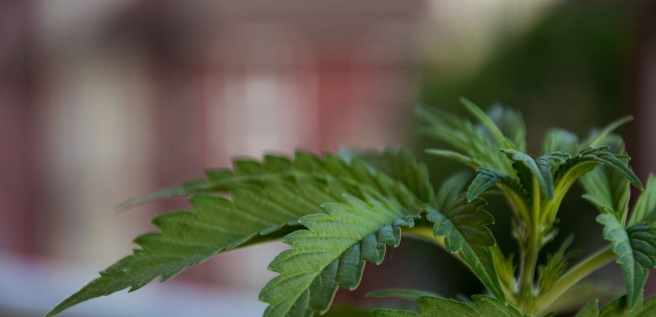 cannabis plant in jamaica cannabis plant in jamaica cannabis plant in jamaica cannabis plant in jamaica