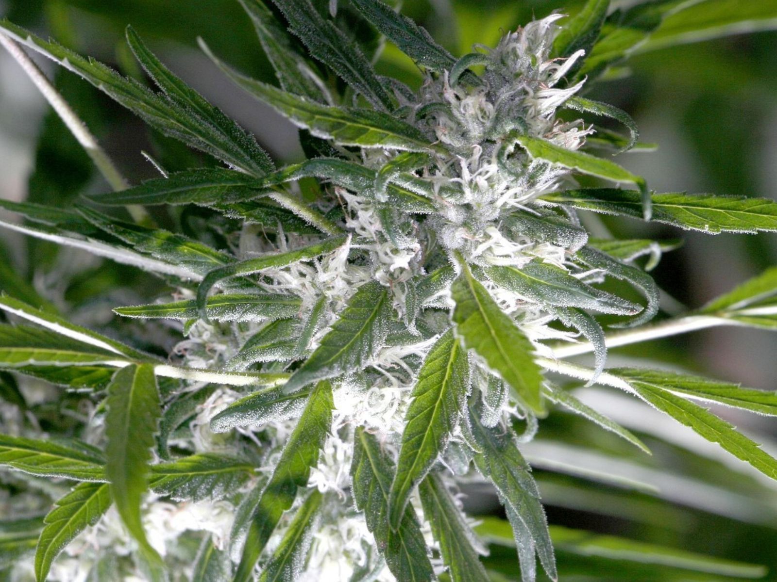 cannabis plant bud flower