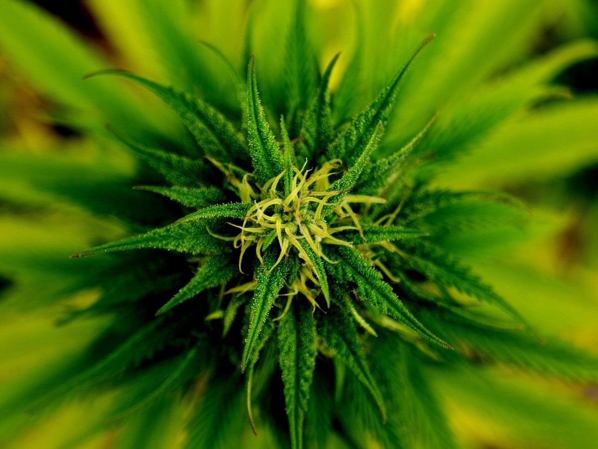cannabis plant cannabis plant