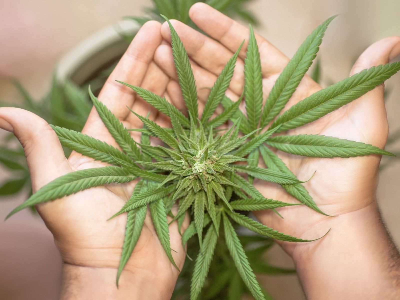 hands holding cannabis plant