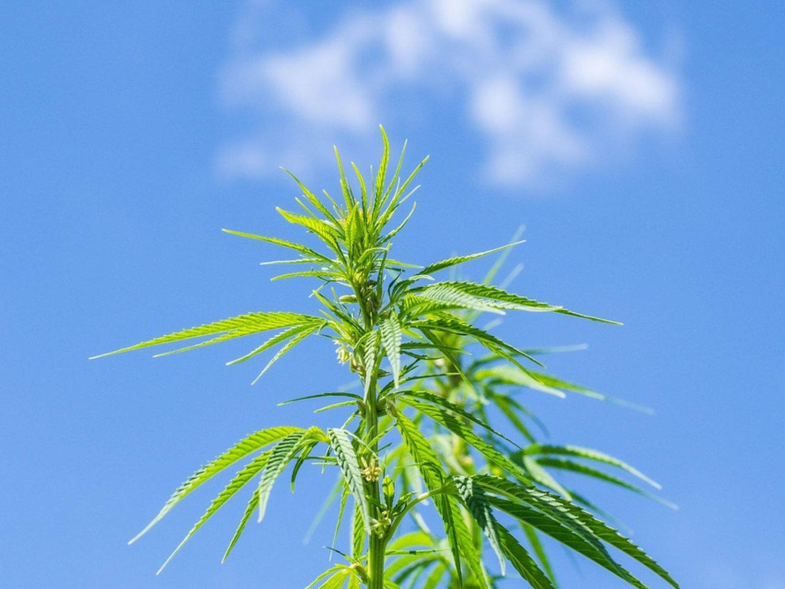 hemp plant