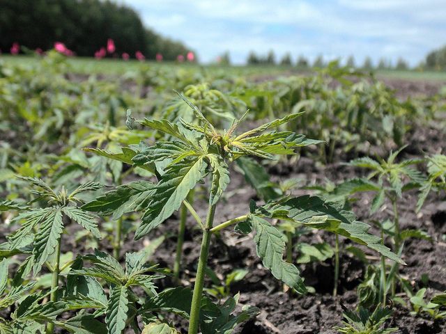 Hemp Hemp Hemp Hemp Hemp Hemp Hemp Hemp Hemp Hemp Hemp Hemp Hemp Hemp Hemp Hemp Hemp Hemp Hemp Hemp Hemp Hemp Hemp Hemp Hemp Hemp Hemp Hemp Hemp Hemp Hemp Hemp Hemp Hemp Hemp Hemp Hemp Hemp Hemp Hemp Hemp Hemp Hemp Hemp Hemp Hemp Hemp Hemp Hemp Hemp Hemp Hemp Hemp Hemp Hemp Hemp Hemp Hemp Hemp Hemp Hemp Hemp Hemp Hemp Hemp Hemp Hemp Hemp Hemp Hemp Hemp Hemp Hemp Hemp Hemp Hemp Hemp Hemp Hemp Hemp Hemp Hemp Hemp Hemp Hemp Hemp Hemp Hemp Hemp Hemp Hemp Hemp Hemp Hemp Hemp Hemp Hemp Hemp Hemp Hemp Hemp Hemp Hemp Hemp Hemp Hemp