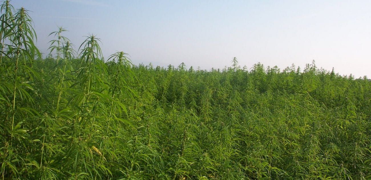 industrial hemp field industrial hemp field industrial hemp field industrial hemp field industrial hemp field industrial hemp field