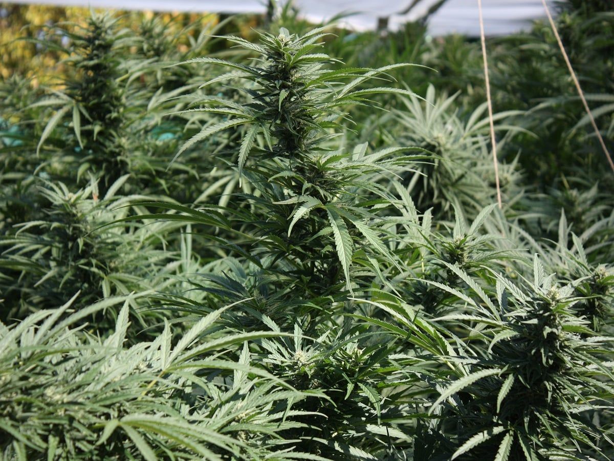 cannabis garden cannabis garden cannabis garden cannabis garden cannabis garden cannabis garden