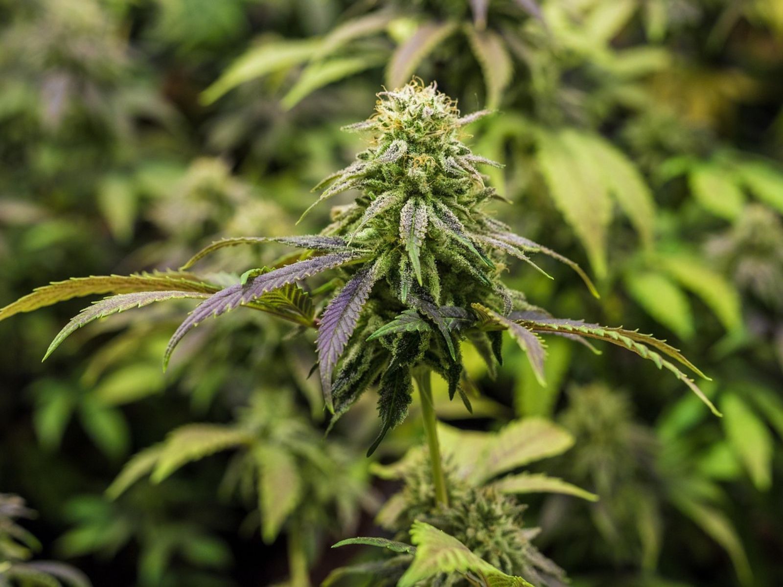 cannabis plant bud flower plants indoor