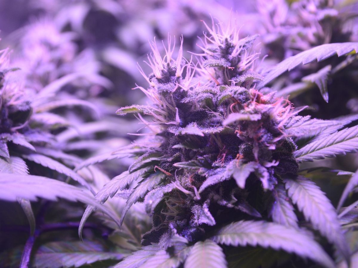 Cannabis plant flower