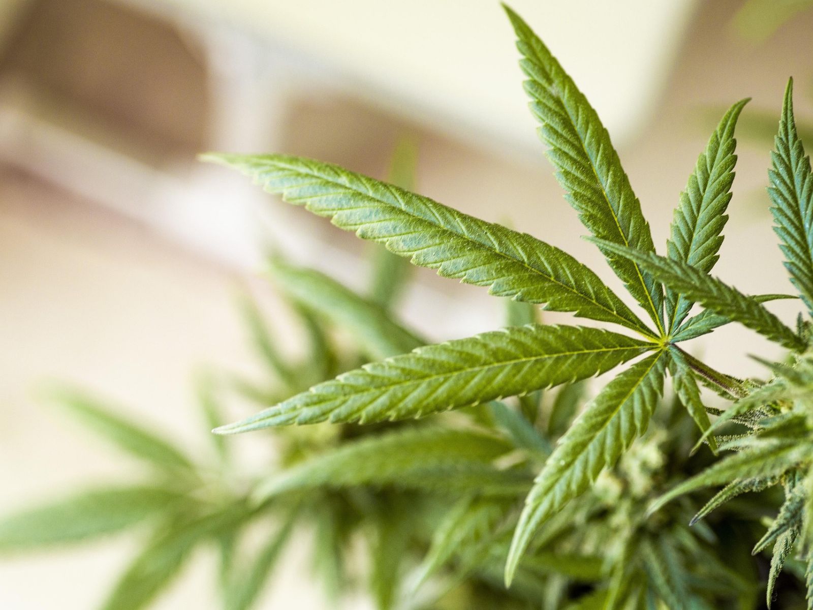 cannabis plant leaf leaves