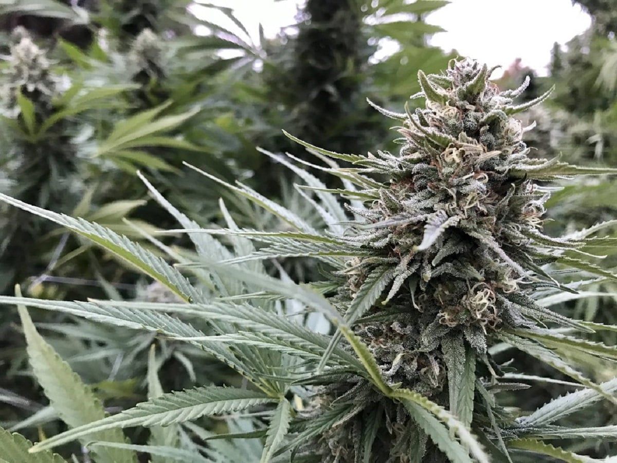 cannabis flower plant cannabis flower plant cannabis flower plant cannabis flower plant cannabis flower plant cannabis flower plant cannabis flower plant cannabis flower plant cannabis flower plant cannabis flower plant cannabis flower plant cannabis flower plant